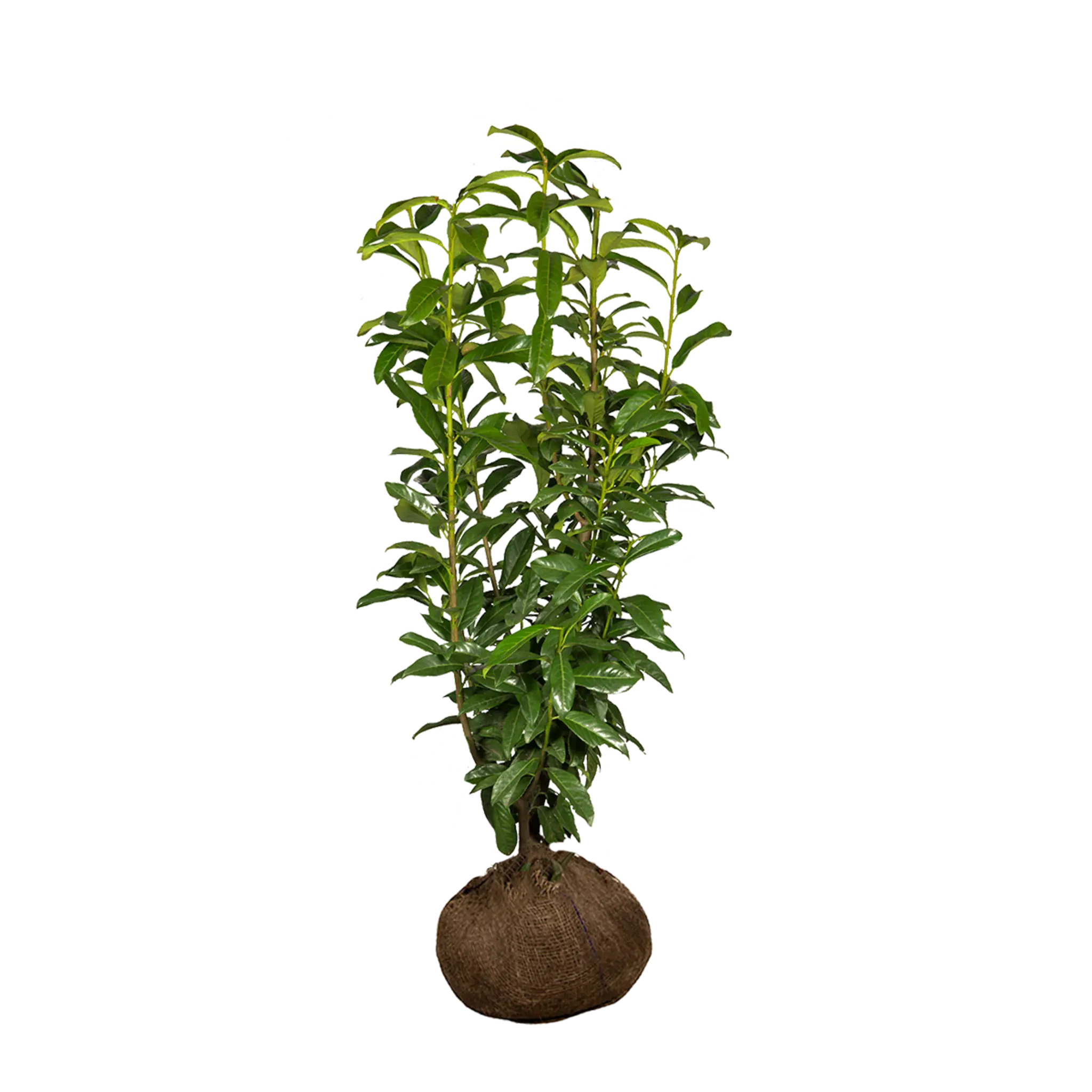 Kirschlorbeer Genolia ® (Prunus laurocerasus) | 100-125 cm mit Wurzelballen