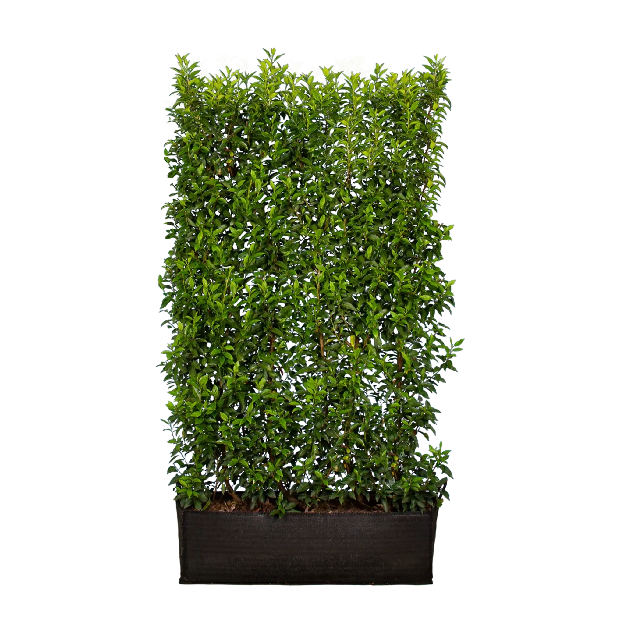 Portugiesischer Kirschlorbeer (Prunus lusitanica 'Angustifolia') | 180 cm Fertighecke