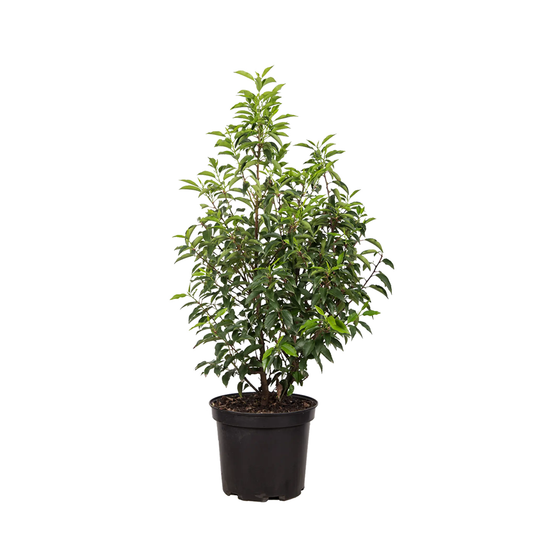 Portugiesischer Kirschlorbeer (Prunus lusitanica 'Angustifolia') | 60-80 cm im Topf