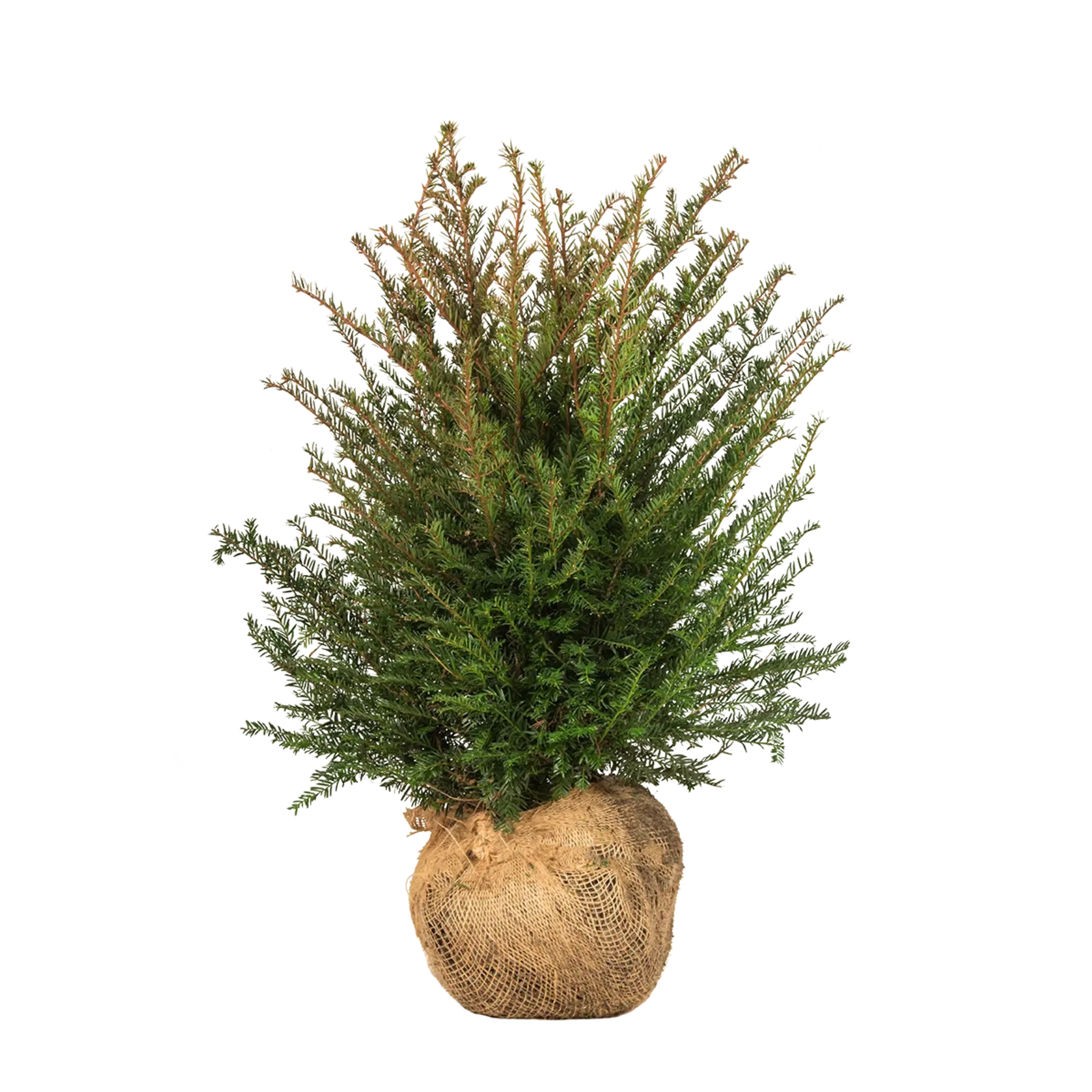 Gemeine Eibe (Taxus baccata) | 40-60 cm mit Wurzelballen
