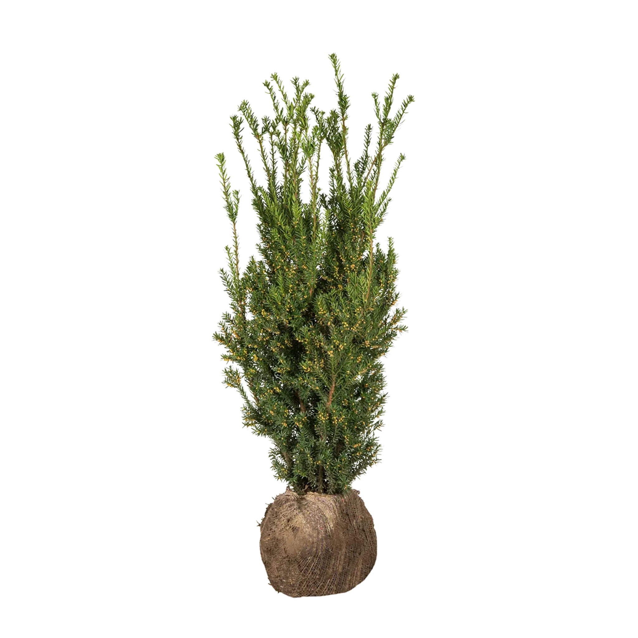 Becher-Eibe Hillii (Taxus Media Hillii) - Ohne Beeren | 80-100 cm mit Wurzelballen