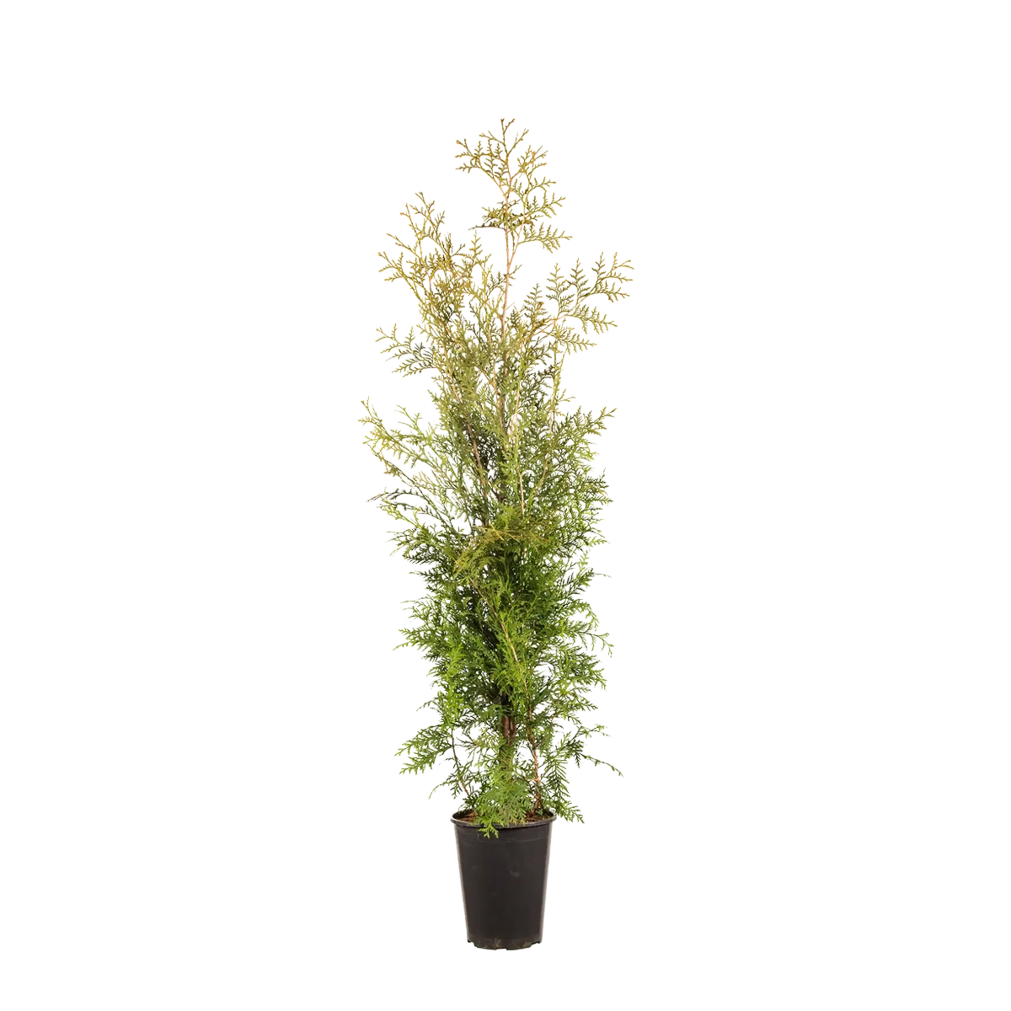 wie hoch wachsen thujas Thuja occidentalis 'Brabant' Konifere (Lebensbaum) | 80-100 cm im Topf