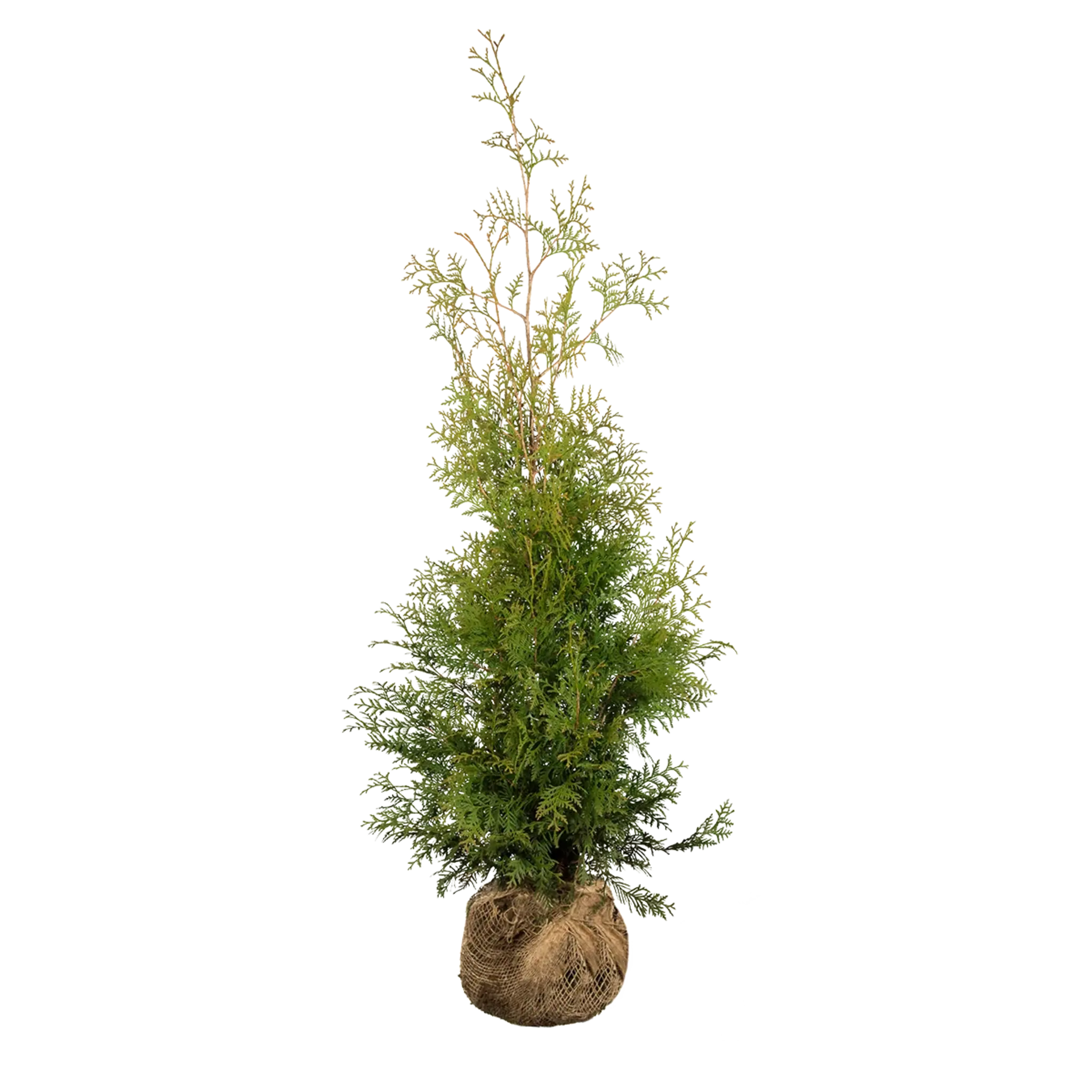 Thuja occidentalis 'Brabant' Konifere (Lebensbaum) | 100-120 cm mit Wurzelballen