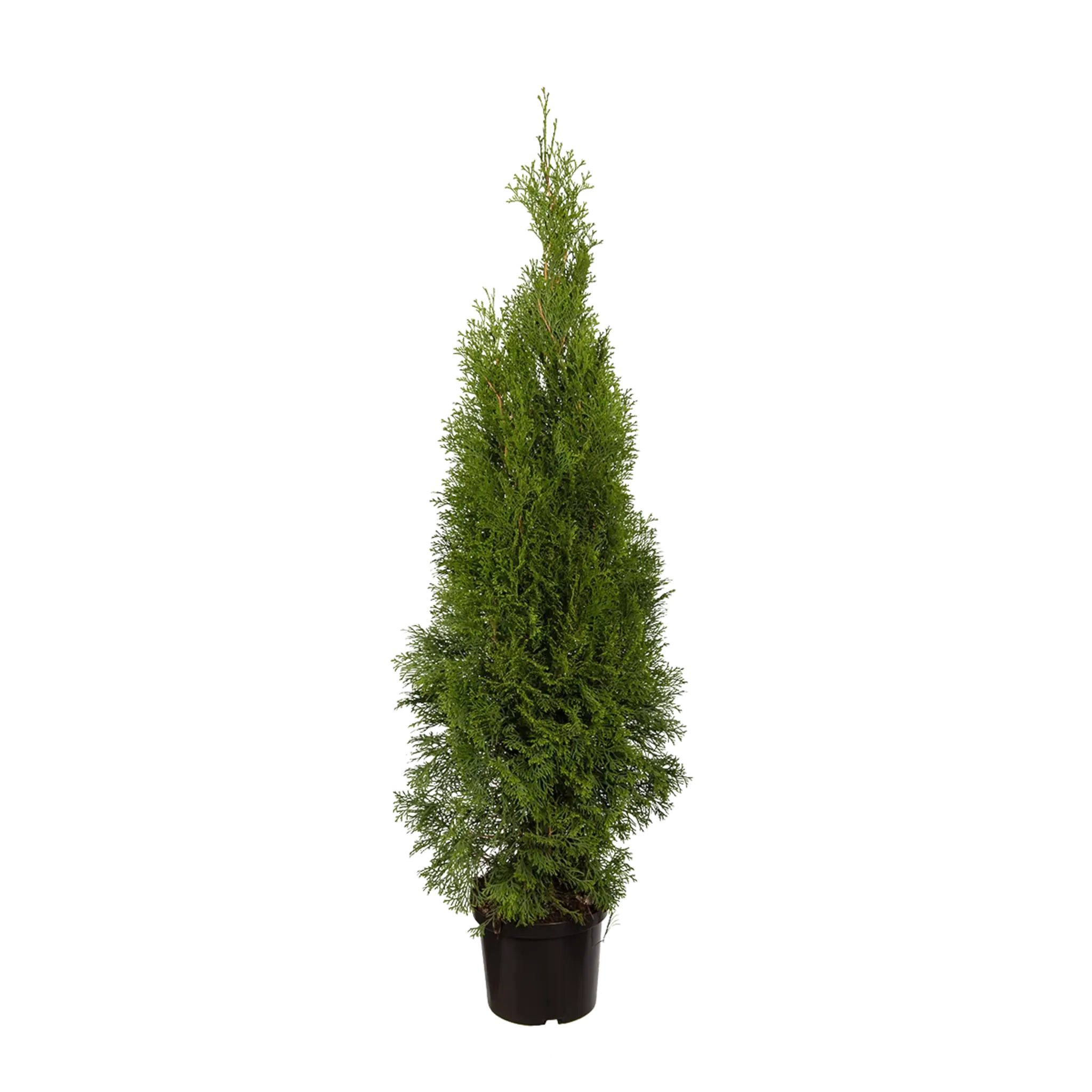 Thuja occidentalis 'Smaragd' Konifere (Lebensbaum) | 80-100 cm Im Topf
