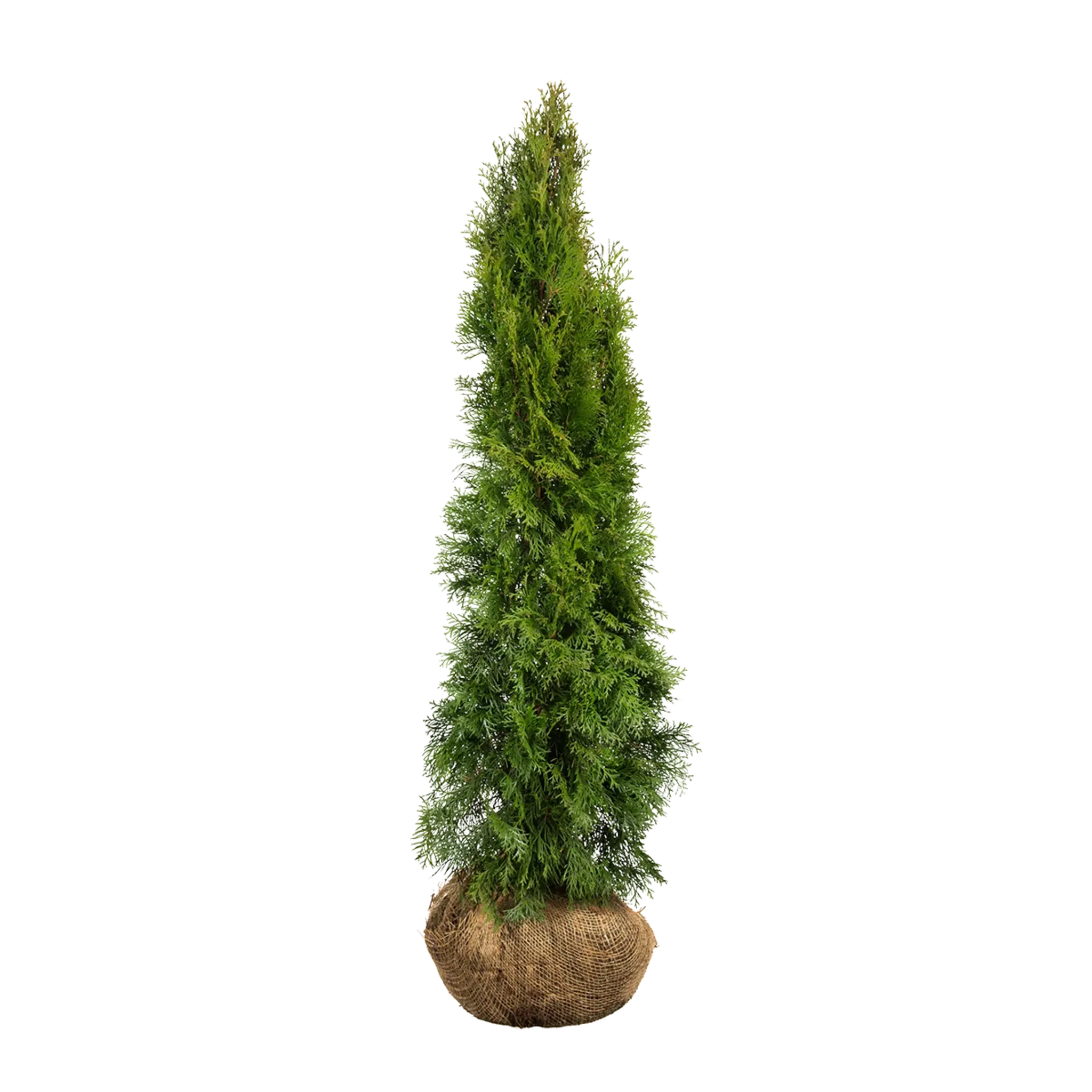 Thuja occidentalis 'Smaragd' Konifere (Lebensbaum) | 100-120 cm mit Wurzelballen