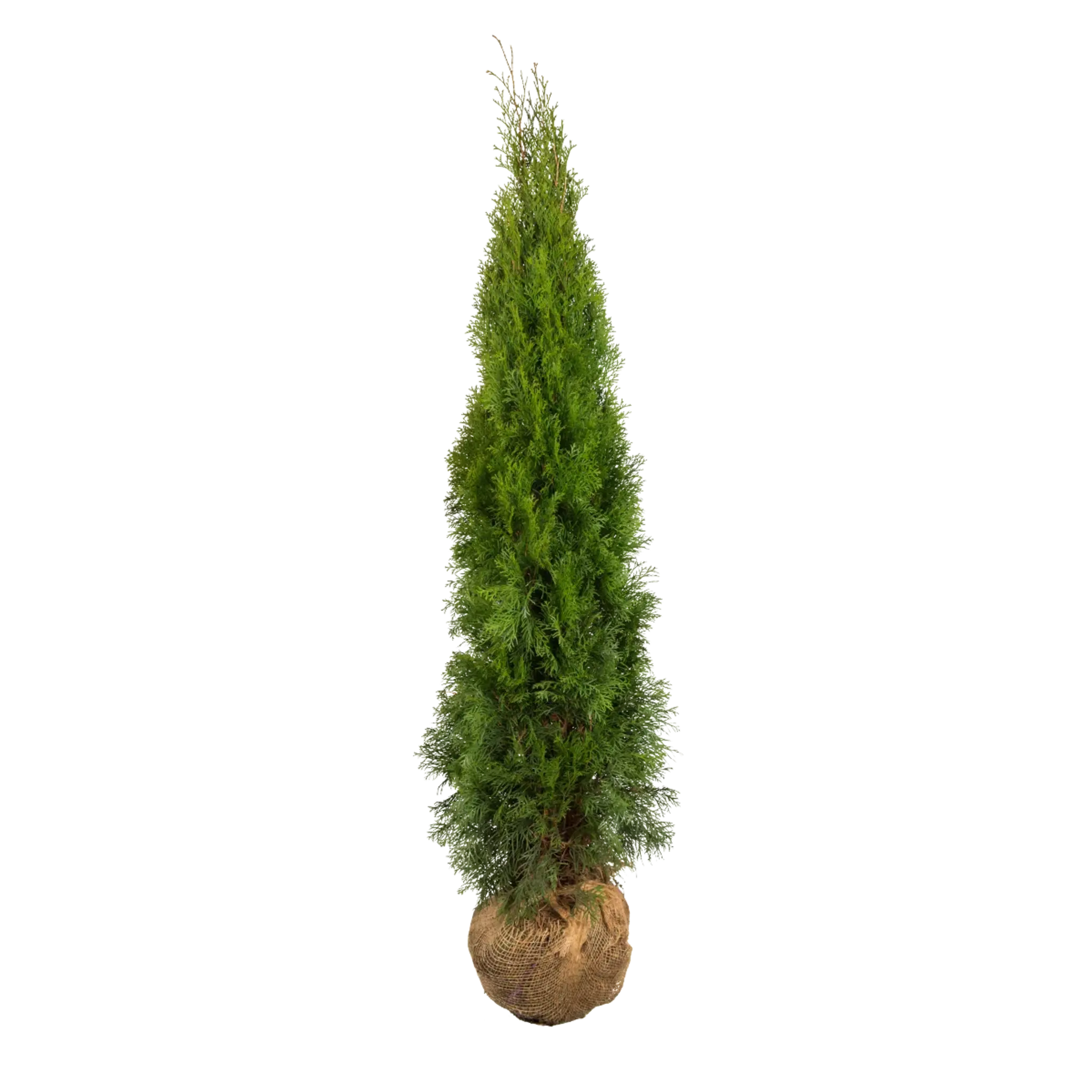 thuja samen kaufen Thuja occidentalis 'Smaragd' Konifere (Lebensbaum) | 140-160 cm mit Wurzelballen