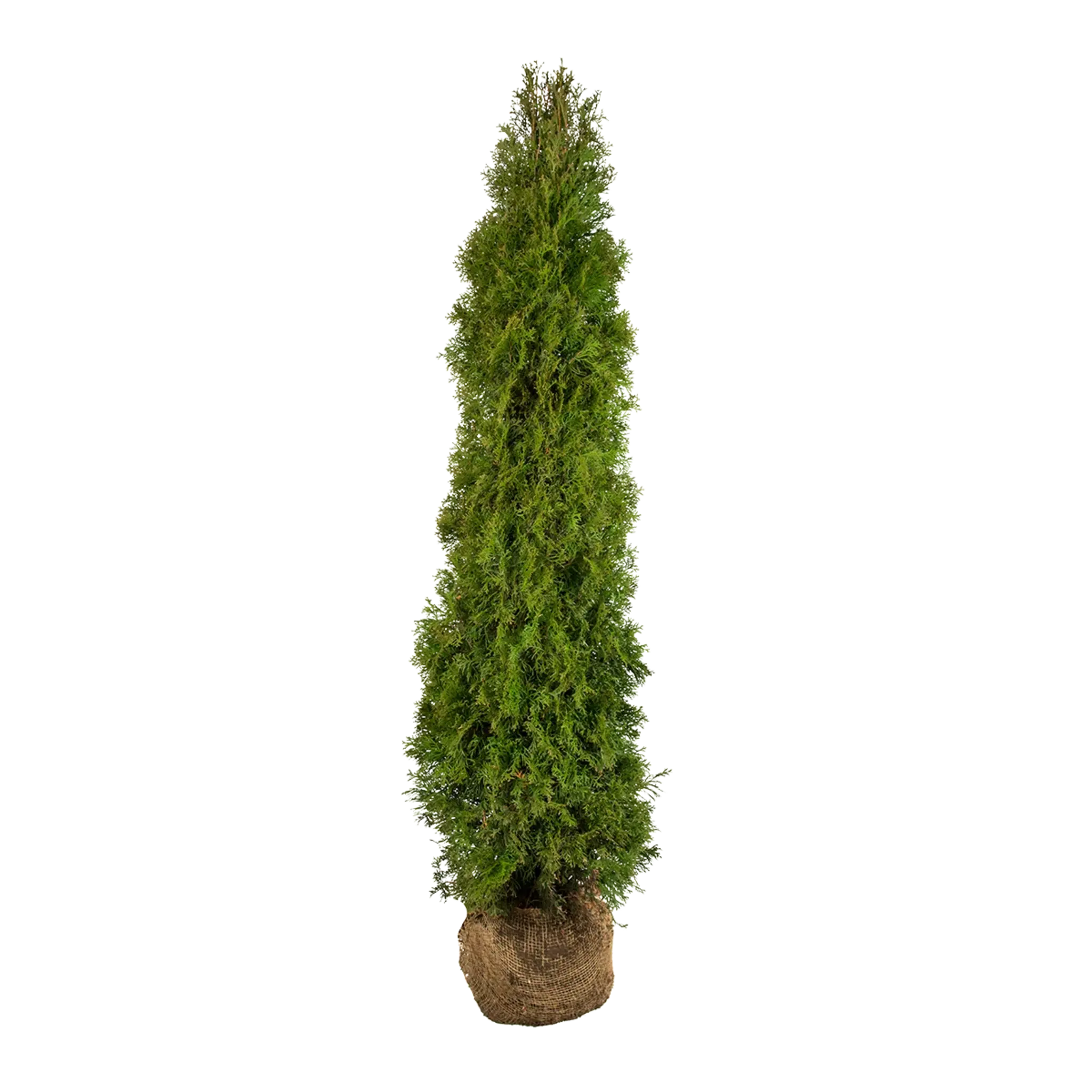 Thuja occidentalis 'Smaragd' Konifere (Lebensbaum) | 160-180 cm mit Wurzelballen