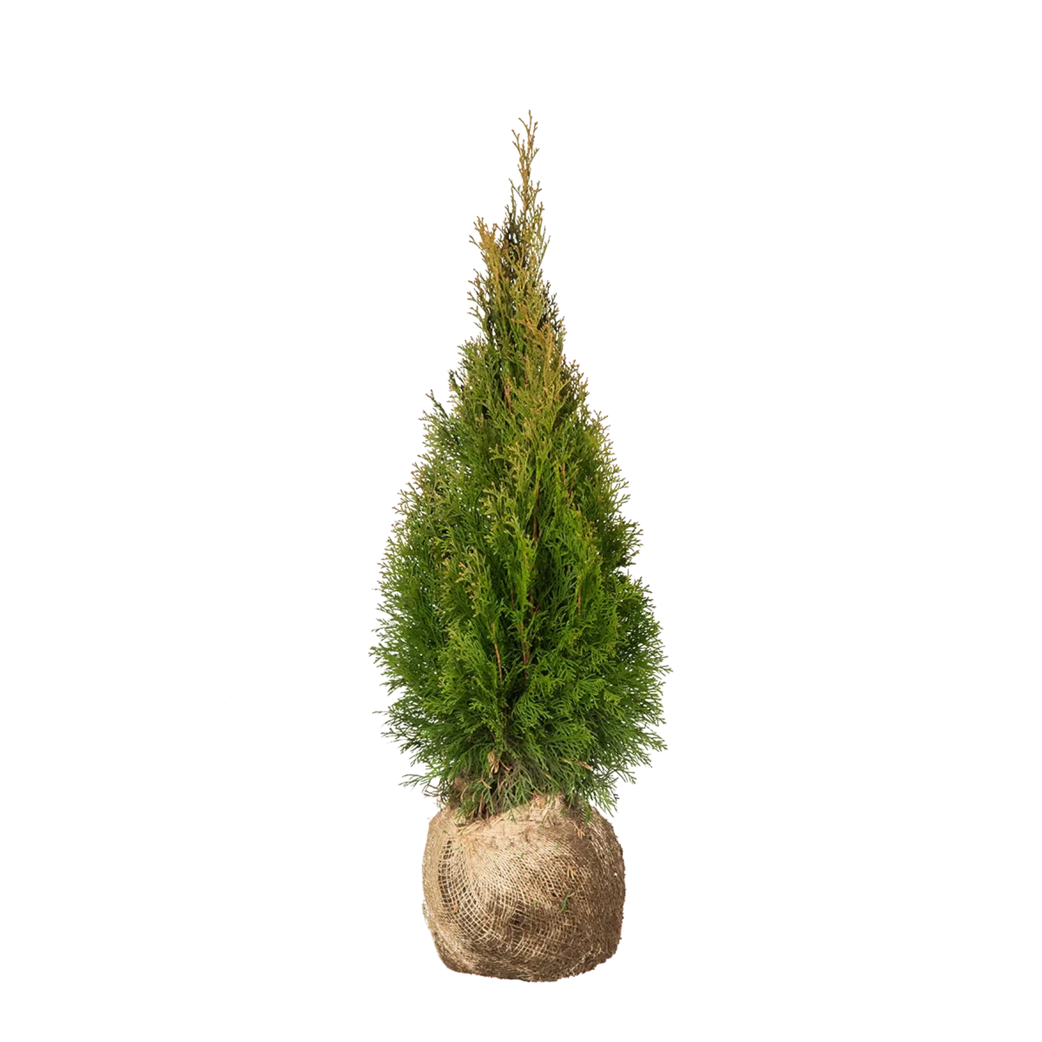 Thuja occidentalis 'Smaragd' Konifere (Lebensbaum) | 60-80 cm mit Wurzelballen