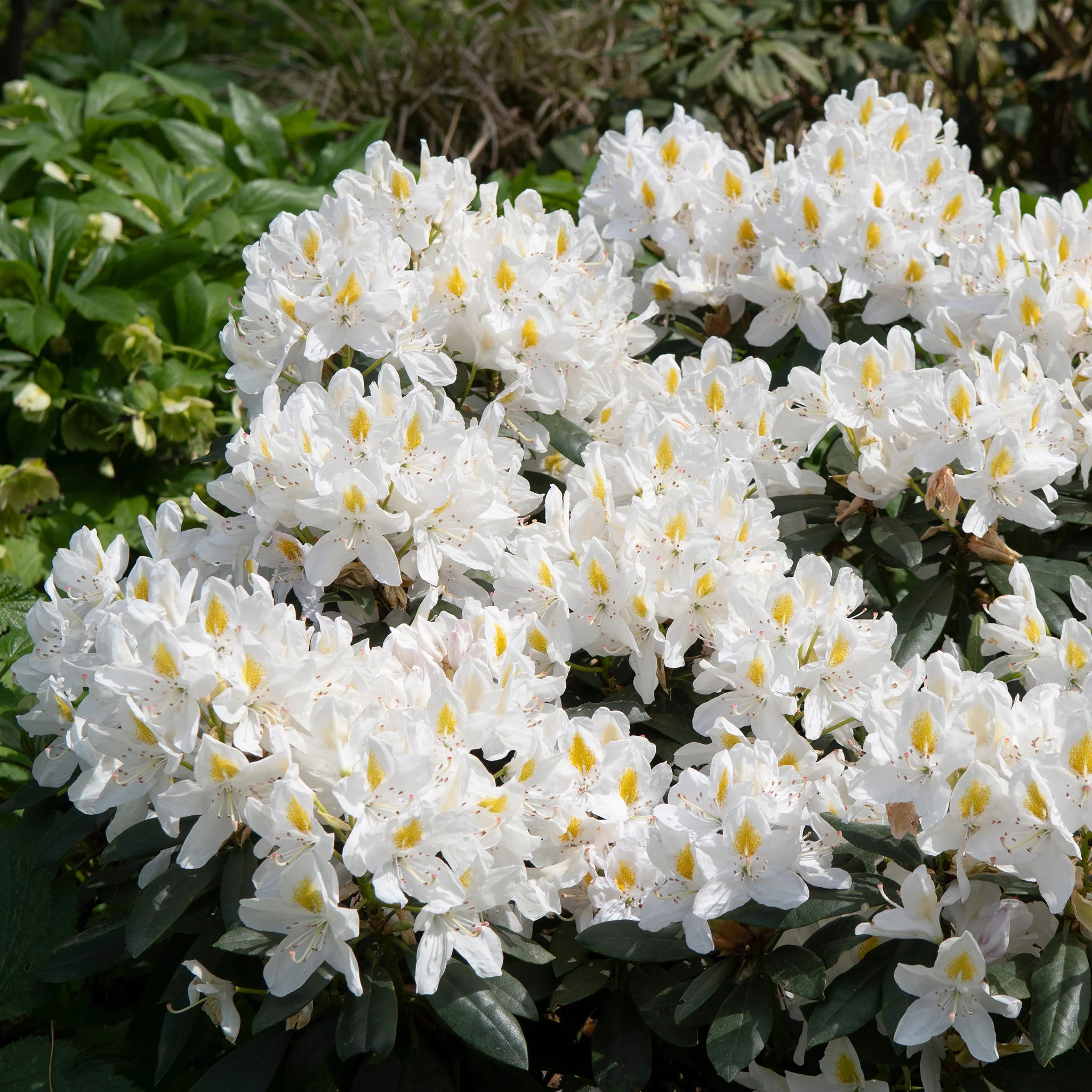 Rhododendron Madame Masson | 80-100 cm im Topf