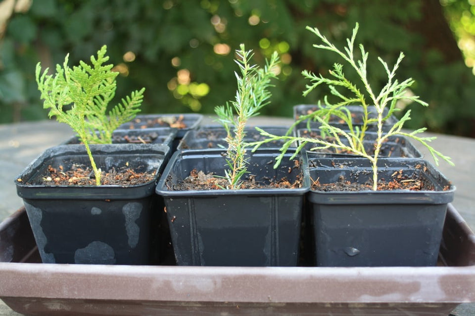 Koniferen erfolgreich in 7 Schritten vermehren