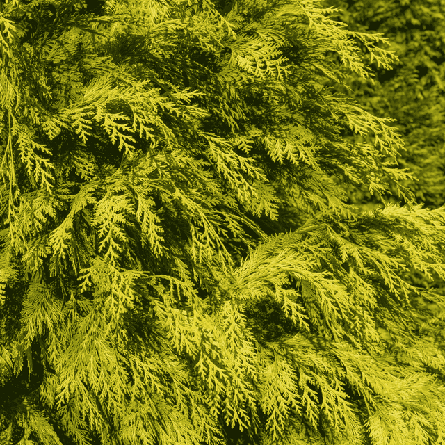 Wann sollte man Zypressen pflanzen? Der beste Zeitraum und 4 Schritte für eine gesunde Hecke