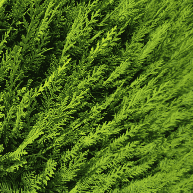 Leylandii schneiden: Der komplette Ratgeber