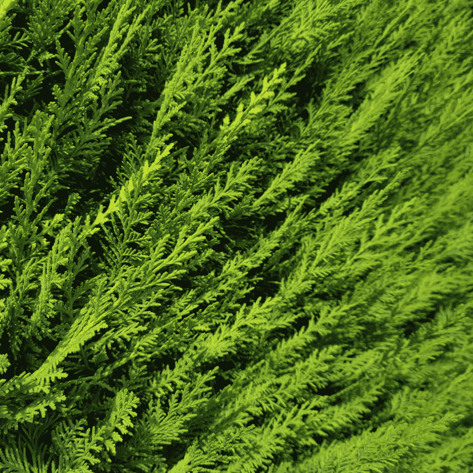 Leylandii schneiden: Der komplette Ratgeber | Garmundo