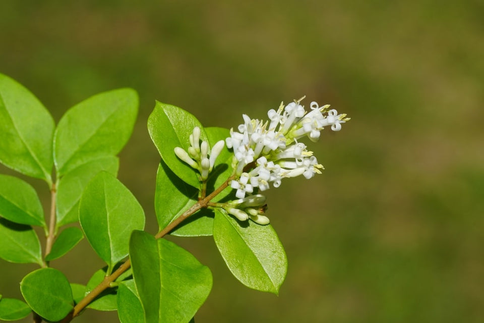 Welche Krankheiten kann die Ligusterhecke bekommen? | Garmundo