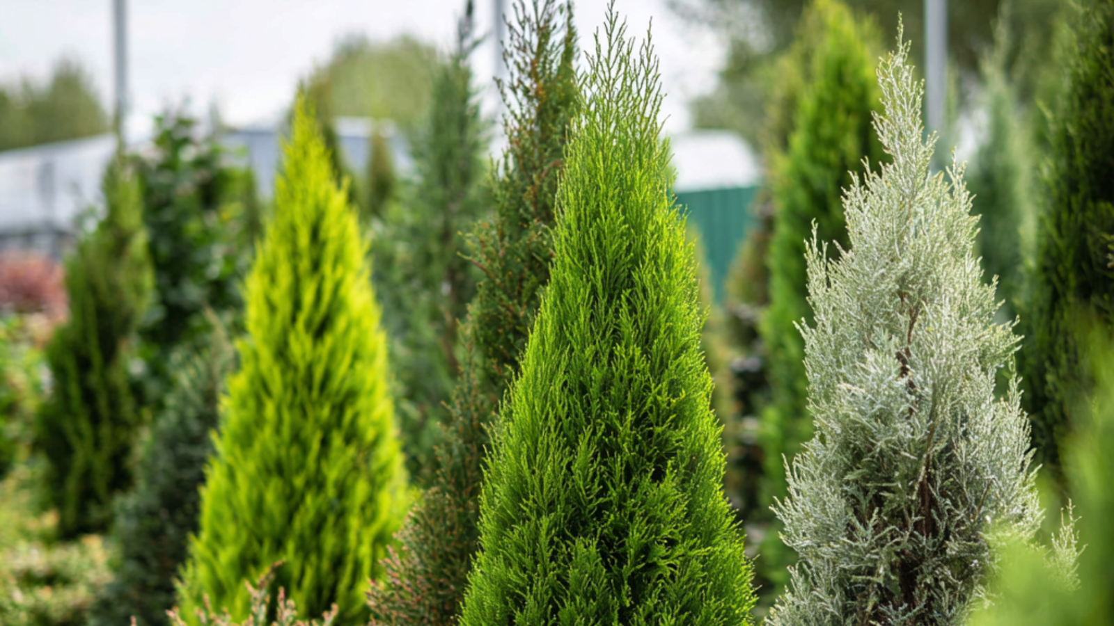 Zypressenarten: 5 beliebte Sorten