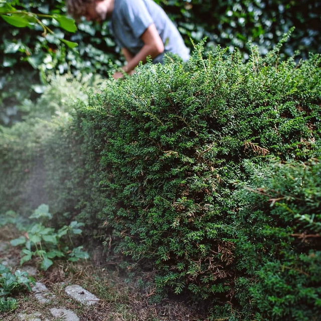 Eibe düngen: die richtigen Nährstoffe für eine gesunde Hecke