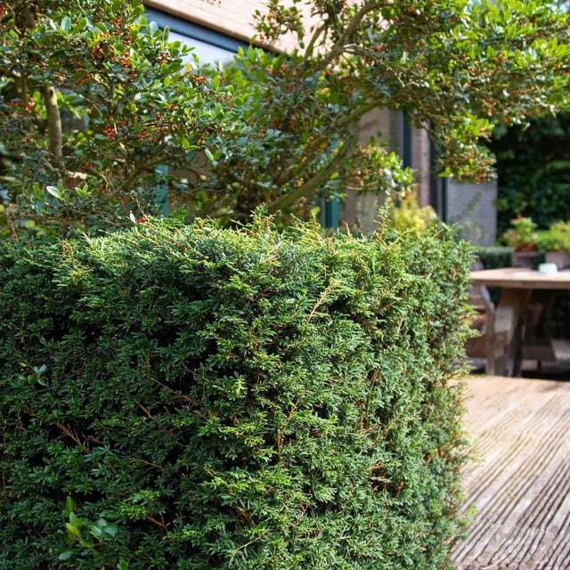 Eibenlaus erkennen: Symptome, Schäden und Bekämpfung