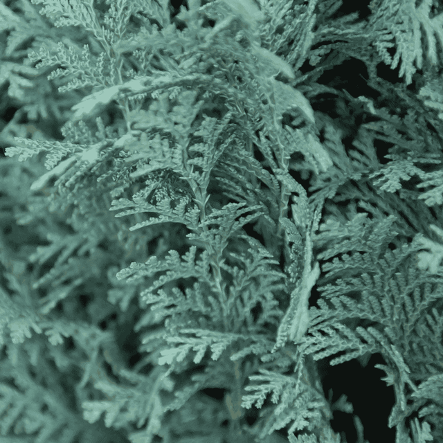 Zypressen schneiden: Voller Schnitt in 4 Schritten 