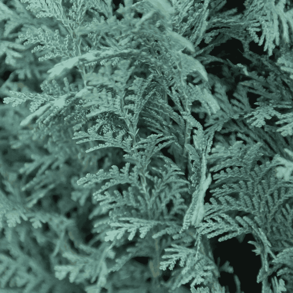 Zypressen schneiden: Voller Schnitt in 4 Schritten 