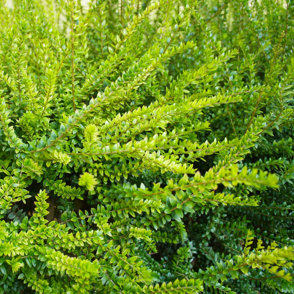 Heckenkirsche (Lonicera) kaufen | Bunter Strauch, der gut duftet! | Garmundo
