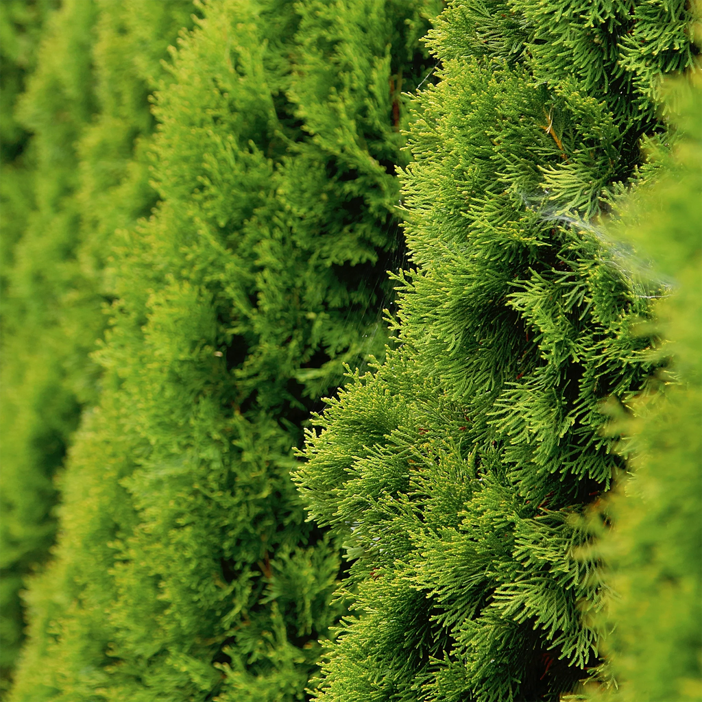 Lebensbaum (Thuja) kaufen - Wunderschne Koniferenhecke (5 Arten verfgbar)  | Garmundo