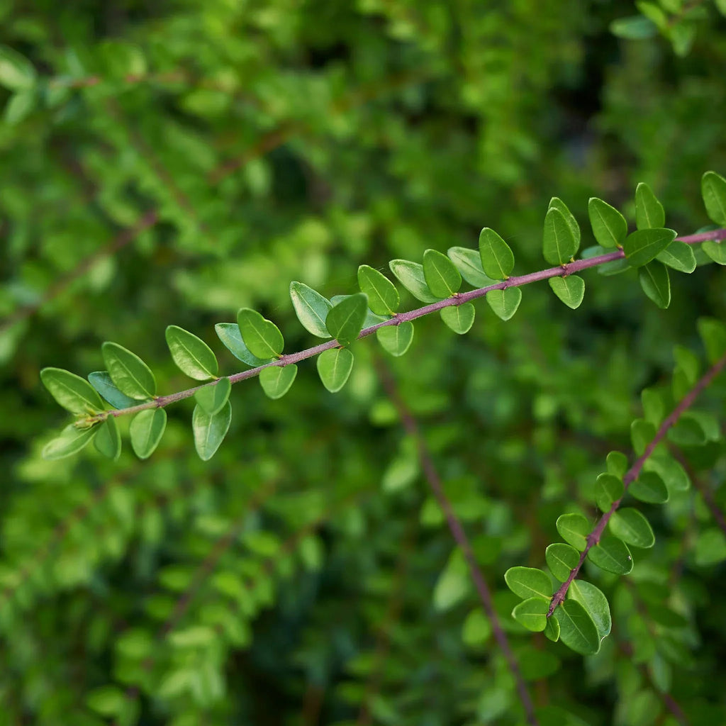 Heckenmyrte Elegant (Lonicera nitida 'Elegant') | Heckenpflanzen kaufen bei  Garmundo.de