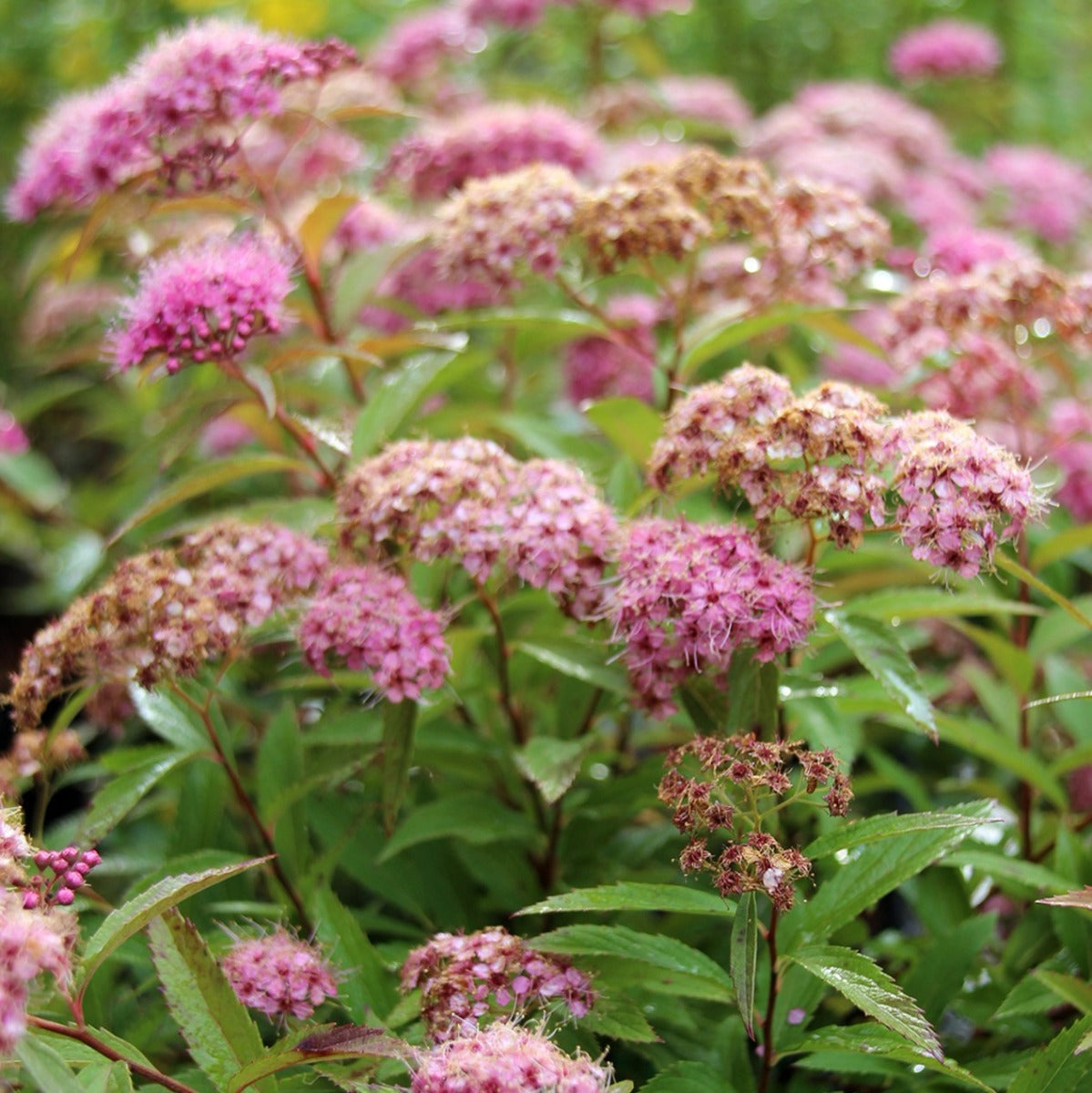 Spierstrauch Genpei (Spiraea japonica 'Genpei') | Gartenpflanzen kaufen ...