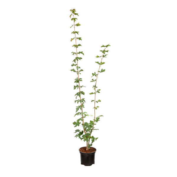 Feldahorn / Maßholder (Acer campestre) | 80-100 im Topf