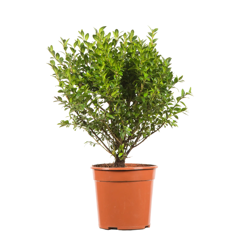 Buchsbaum (Buxus sempervirens) | 30-40 cm im Topf