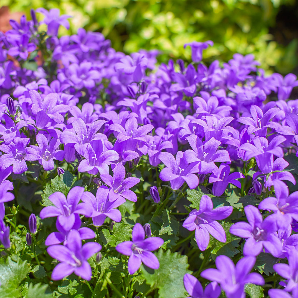 Campanula portenschlagiana (Glockenblume) | Paket von 3m²