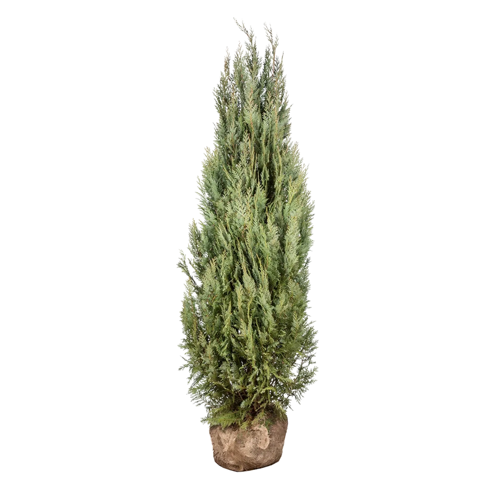 Blaue Scheinzypresse (Chamaecyparis lawsoniana 'Columnaris Glauca') |  175-200 cm mit Wurzelballen