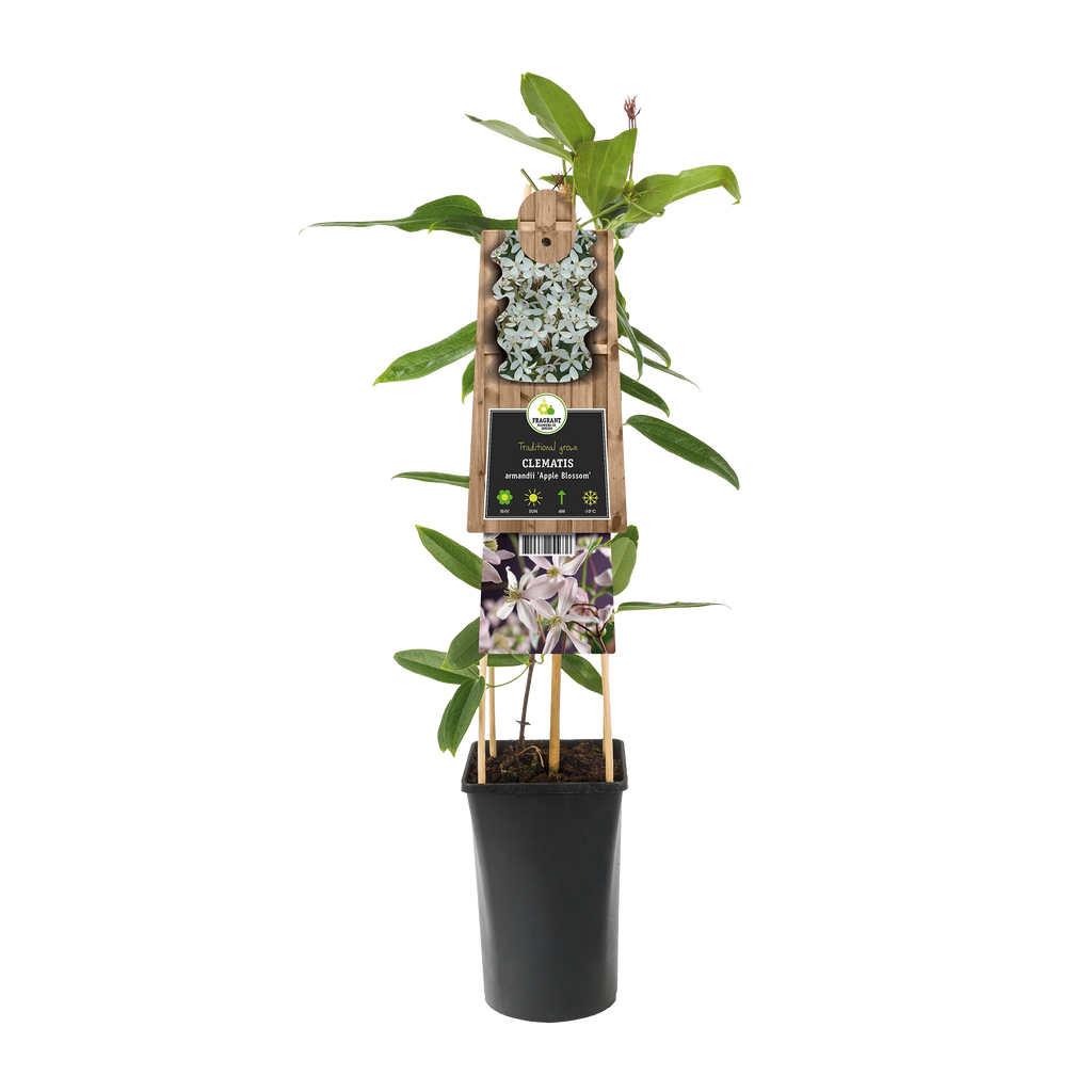 Evergreen Waldrebe (Clematis) 'Apple Blossom' Kletterpflanzen kaufen