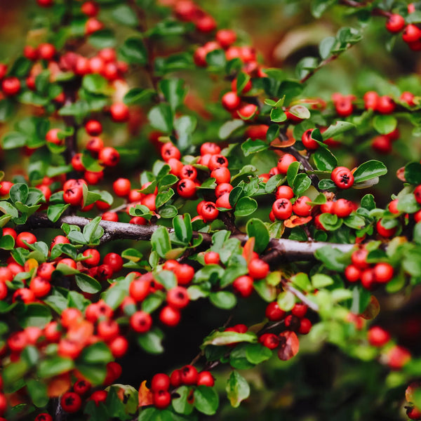 Zwergmispel (Cotoneaster dammeri) ein idealer und einfacher Bodendecker! |  Im Topf