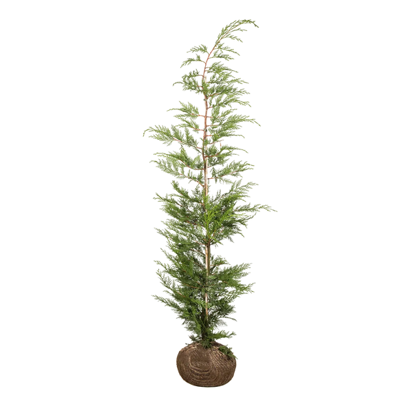 Grüne Leyland-Zypresse (Cupressocyparis leylandii) | 150-175 cm mit  Wurzelballen