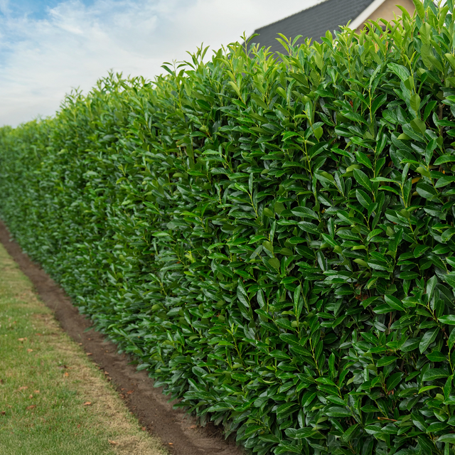 Kirschlorbeer Elly®