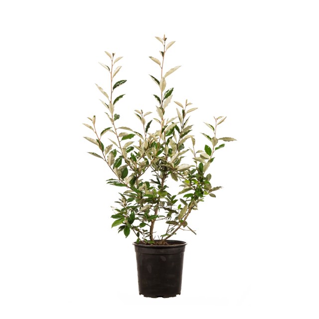 Wintergrüne Ölweide