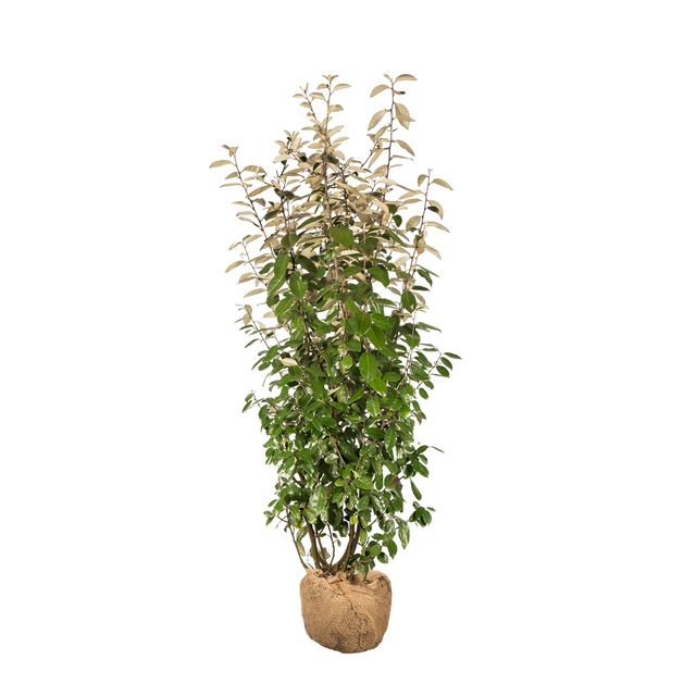 Wintergrüne Ölweide