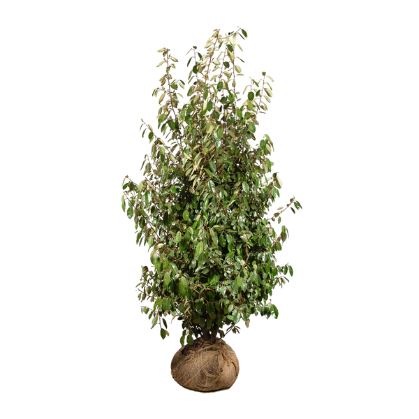 Wintergrüne Ölweide (Elaeagnus ebbingei) | 175-200 cm mit Wurzelballen
