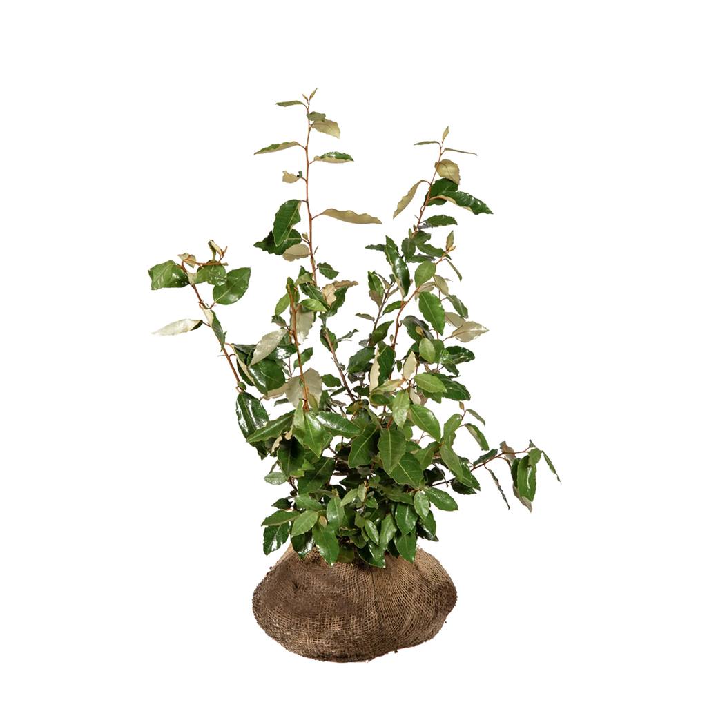 bonsai trees seeds RP Seeds: Bonsai Tree Seed Collection 1