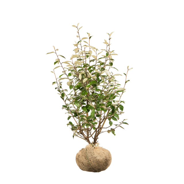 Wintergrüne Ölweide