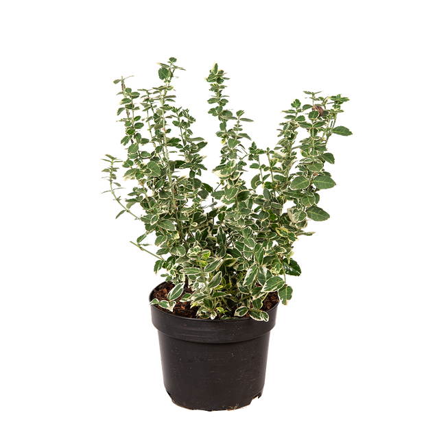 Kriechspindel Emerald 'n Gaiety