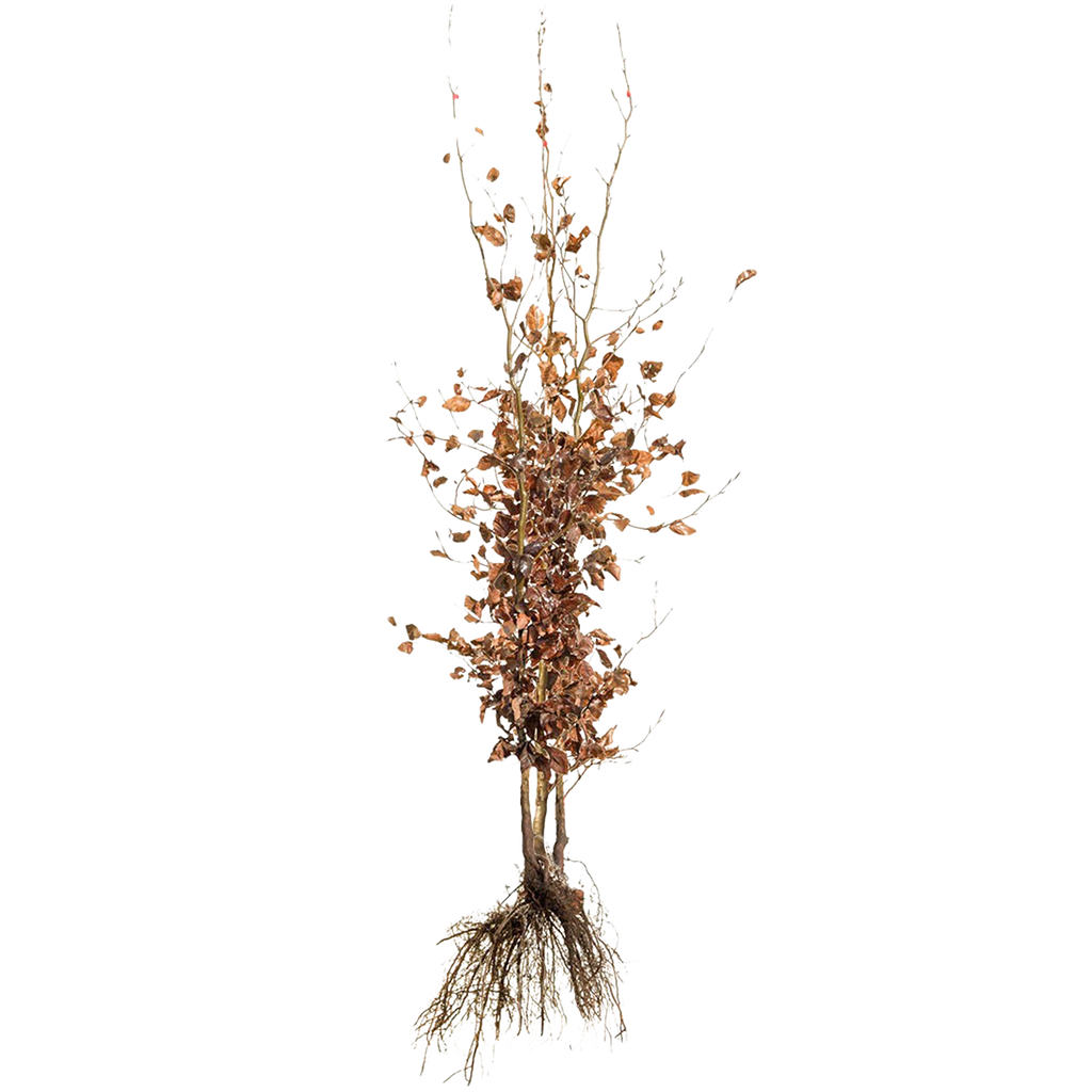 Rotbuche / gemeine Buche (Fagus sylvatica) | 150-175 cm Wurzelware