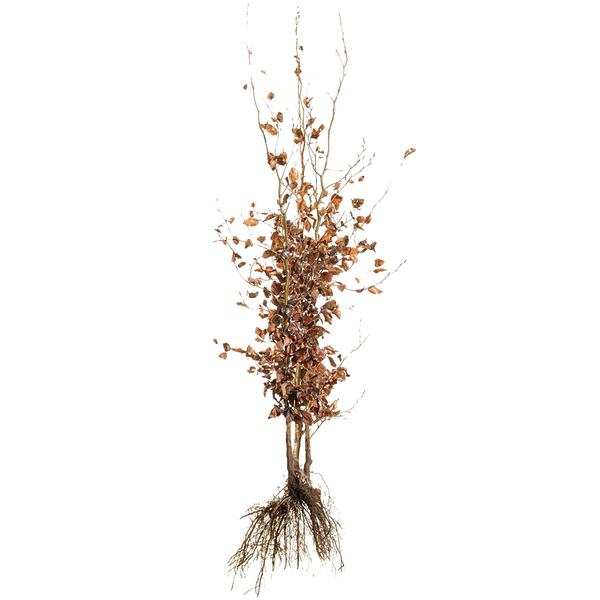 Rotbuche / gemeine Buche (Fagus sylvatica) | 150-175 cm Wurzelware