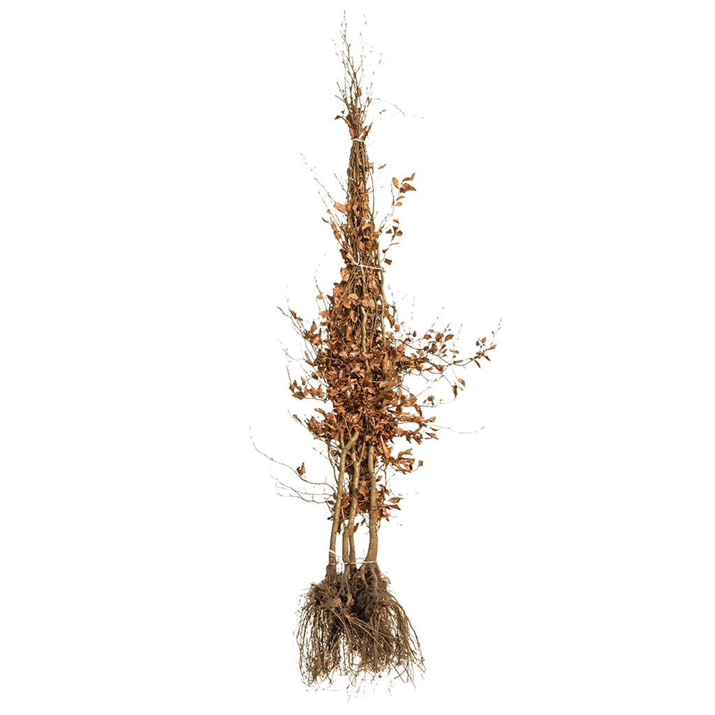 Rotbuche / gemeine Buche (Fagus sylvatica) | 175-200 cm Wurzelware |  Garmundo.de
