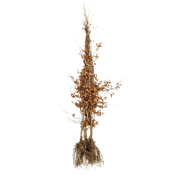 Rotbuche / gemeine Buche (Fagus sylvatica) | 175-200 cm Wurzelware