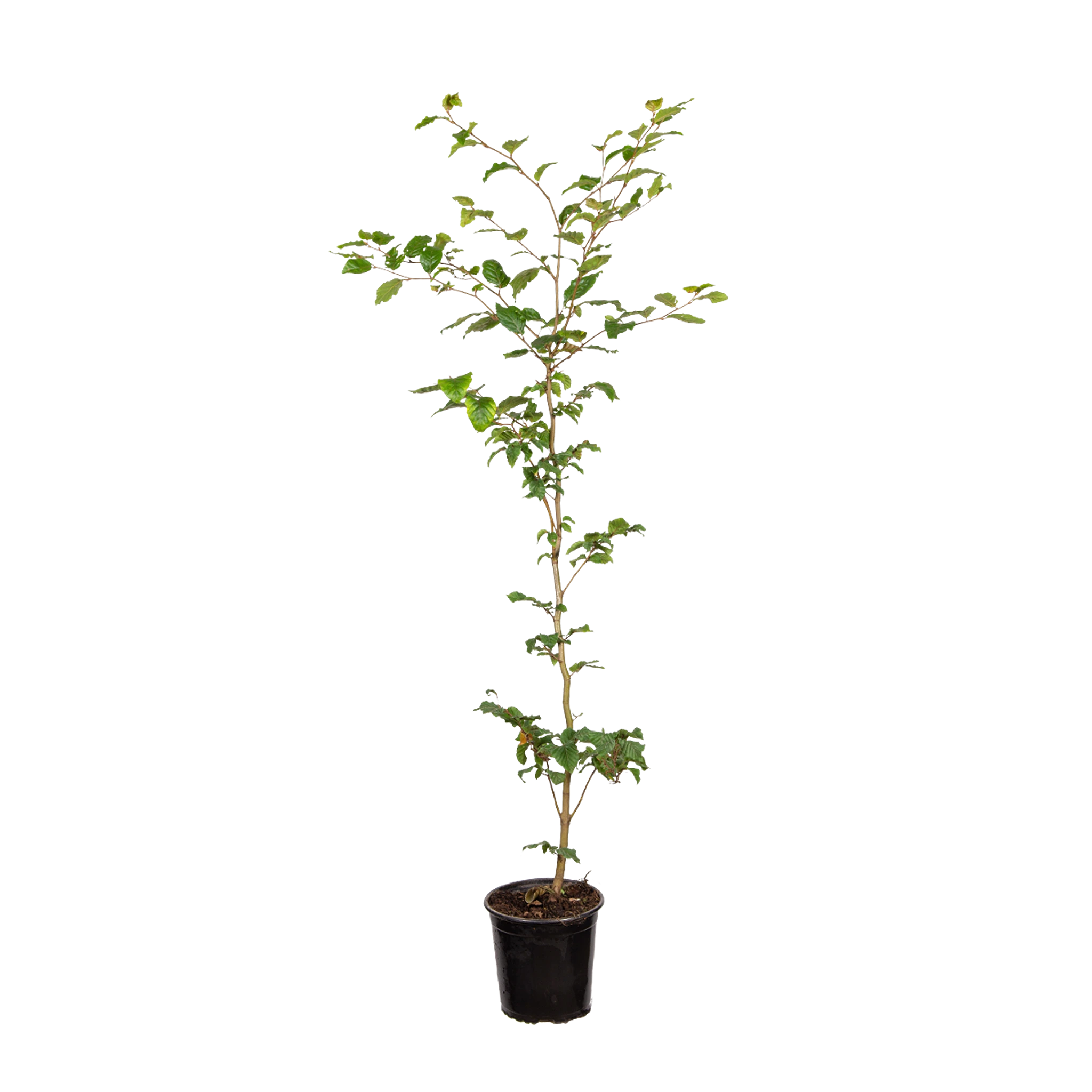 Rotbuche / gemeine Buche (Fagus sylvatica) | 125-150 cm im Topf ...