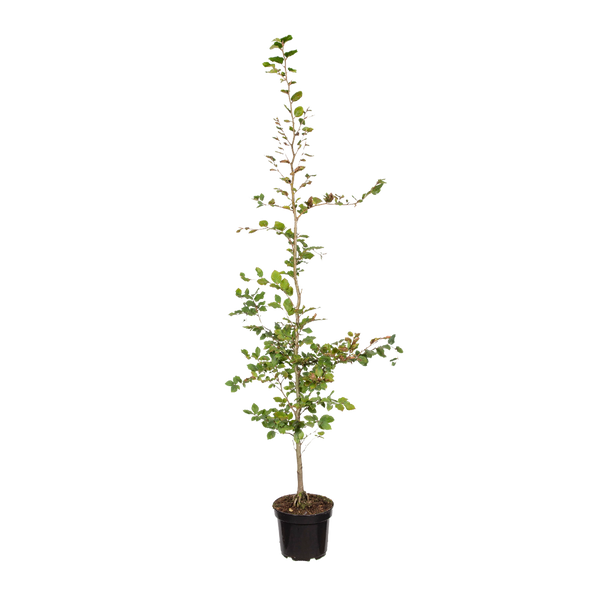 Rotbuche / gemeine Buche (Fagus sylvatica) | 150-175 cm im Topf