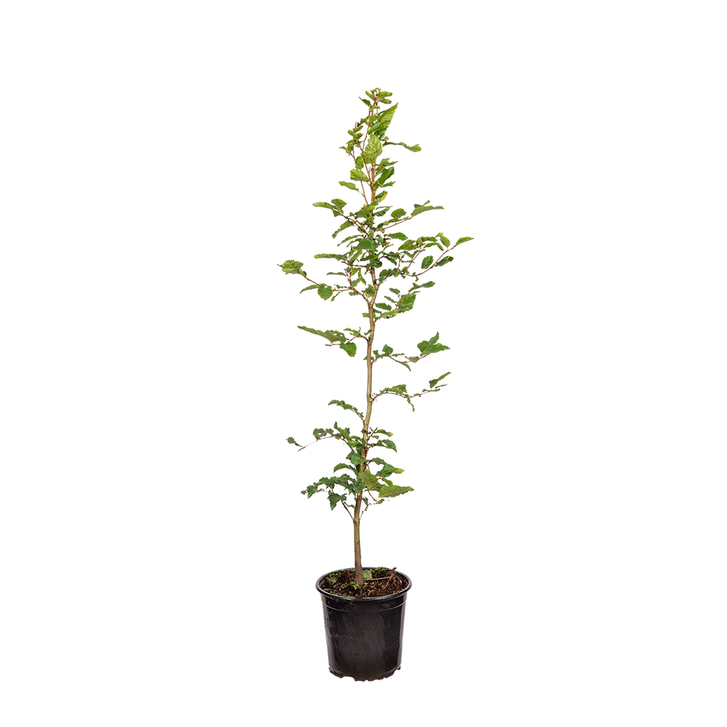 Rotbuche / gemeine Buche (Fagus sylvatica) | 60-80 cm im Topf