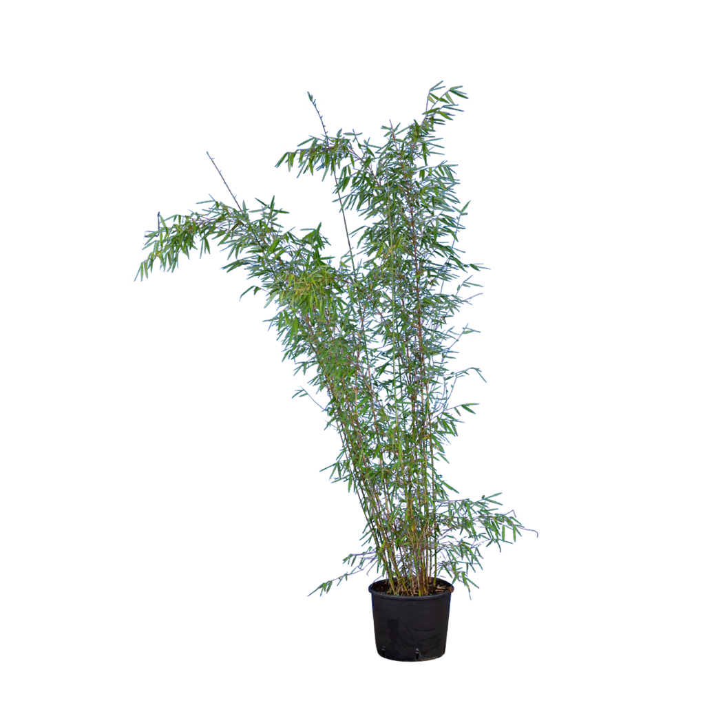 Bambus Jiuzhaighou (Fargesia murieliae 'Jiuzhaighou') | 125-150 cm im Topf 