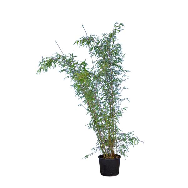 Bambus Jiuzhaighou (Fargesia murieliae 'Jiuzhaighou') | 125-150 cm im Topf 
